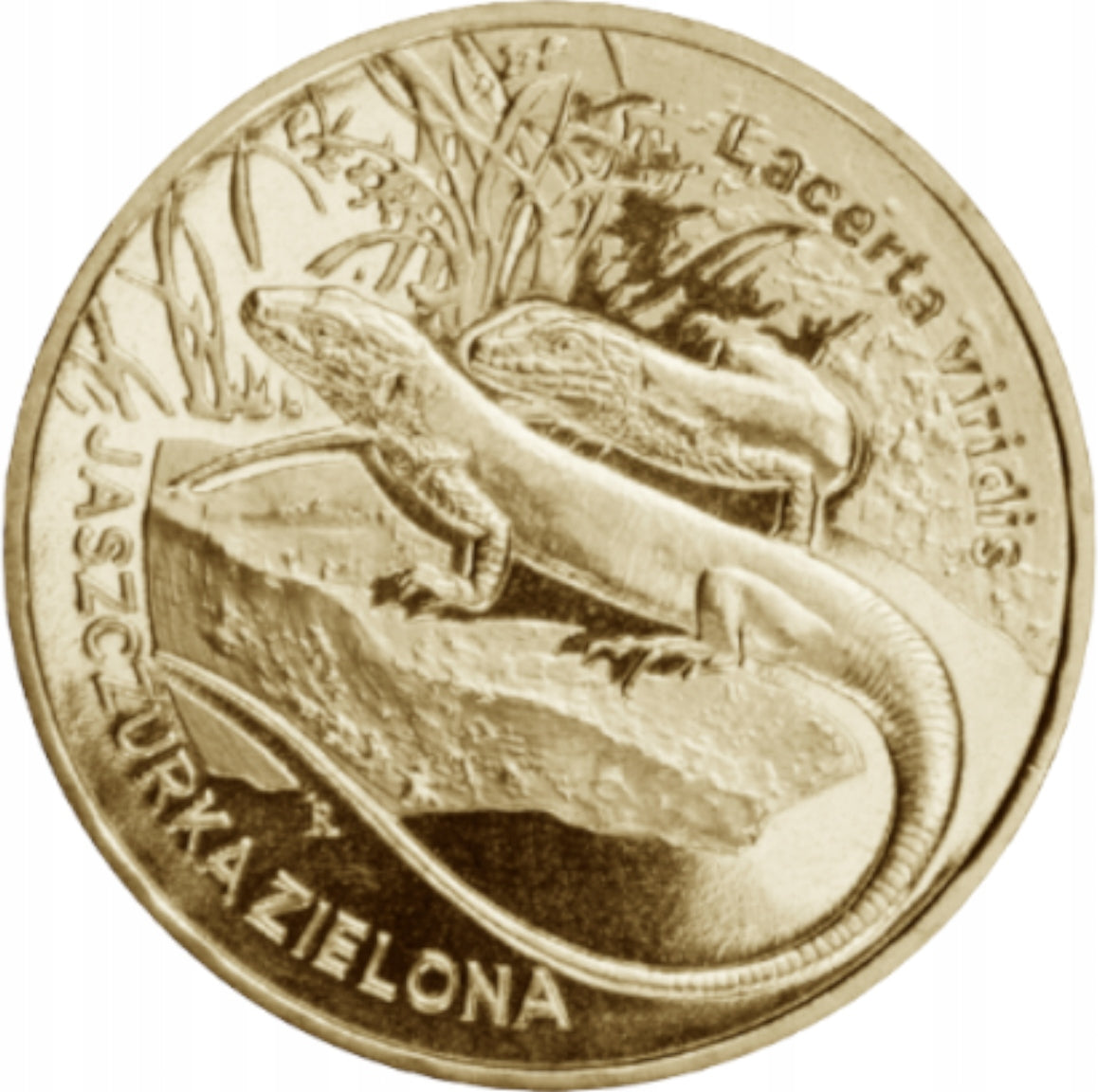 2 ZŁ Jaszczurka zielona 2009