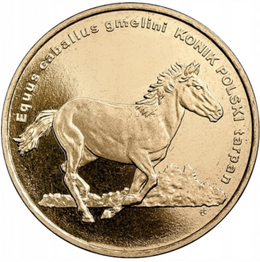 2 ZŁ 2014 Konik polski łac. Equus caballus gmelini