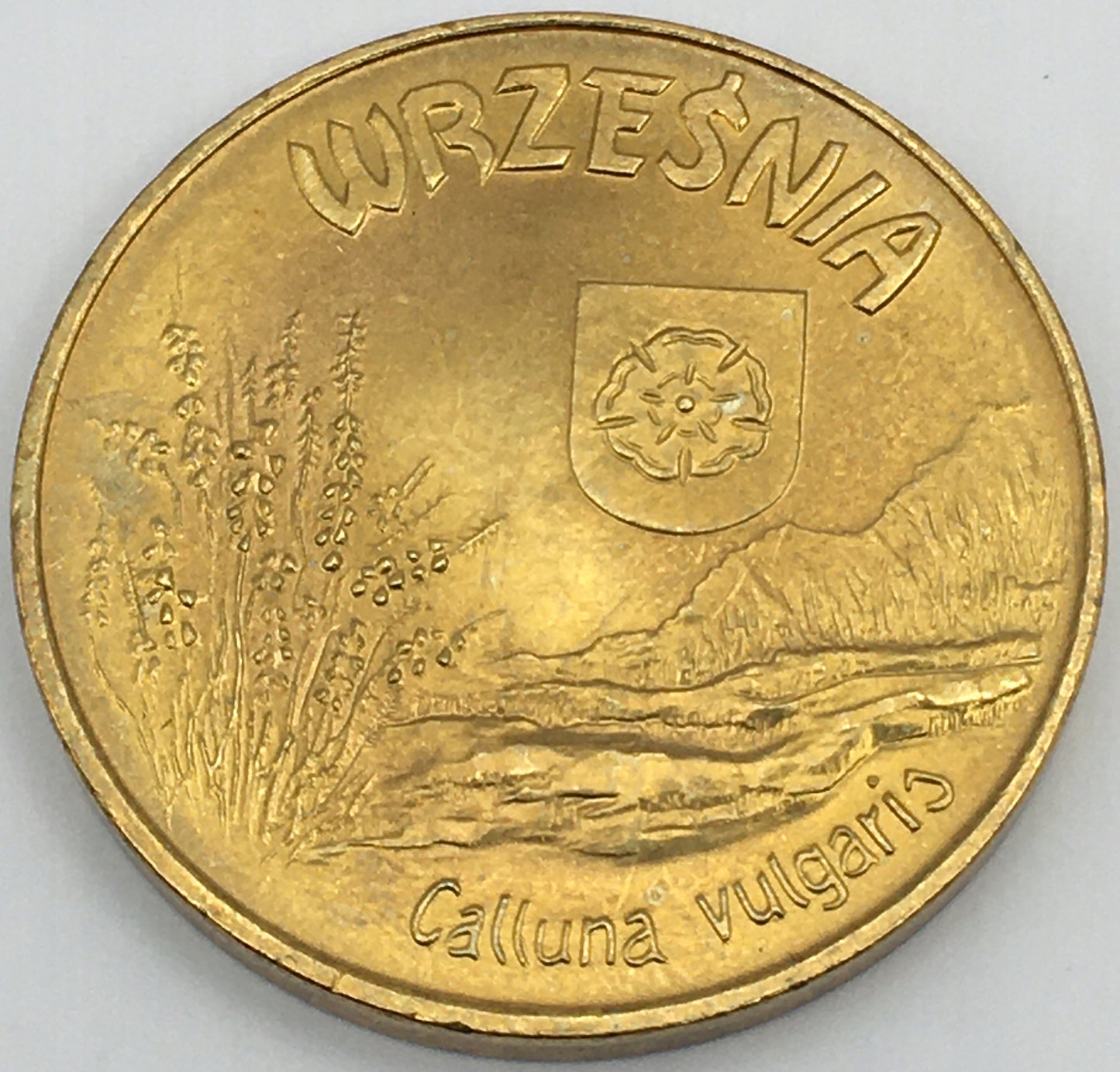 6 WRZOSÓW – WRZEŚNIA – ODWROTKA – 2010